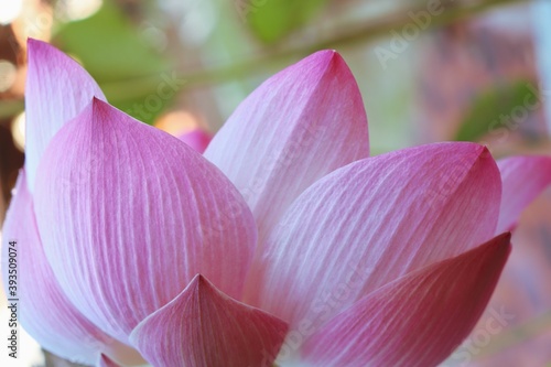 Pink lotus flower and leaves