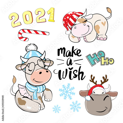 Christmas collection with a cute winter cows. Vector cartoon illustration. Symbol 2021