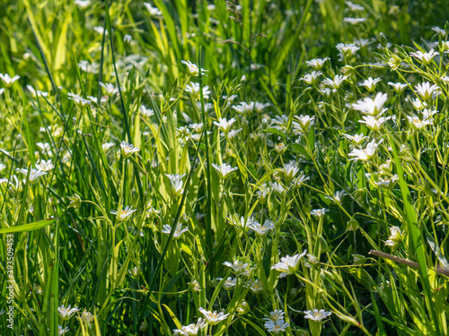 green grass background