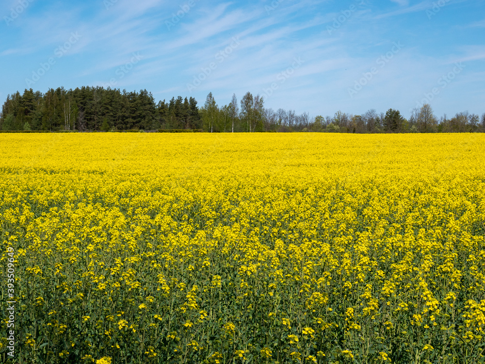 Oilseed rape field with forest on background Oilseed rape field with forest on background