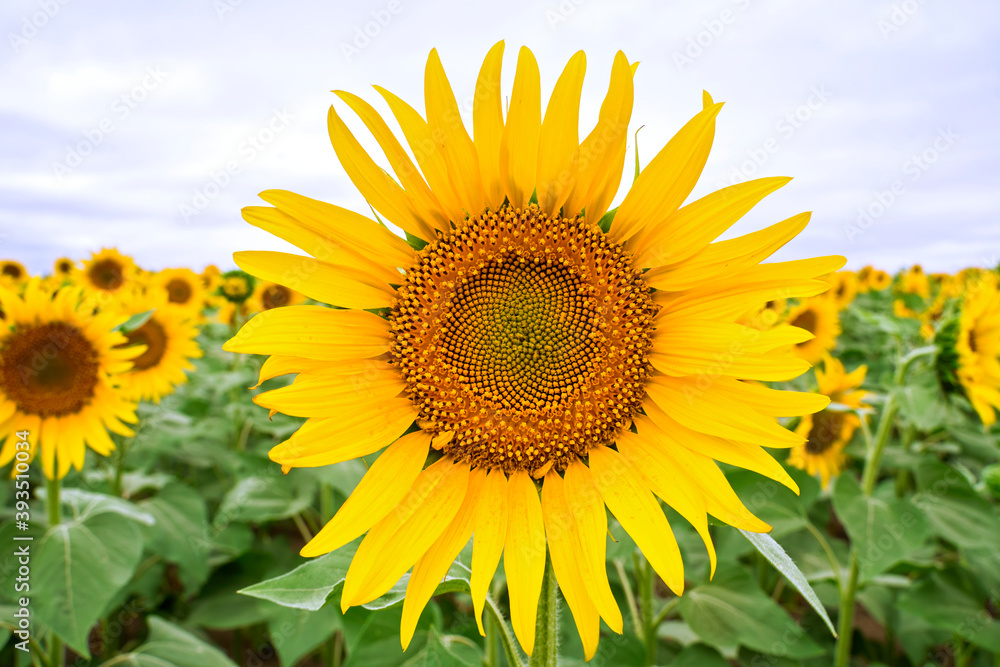 blooming sunflower field, sunflower field