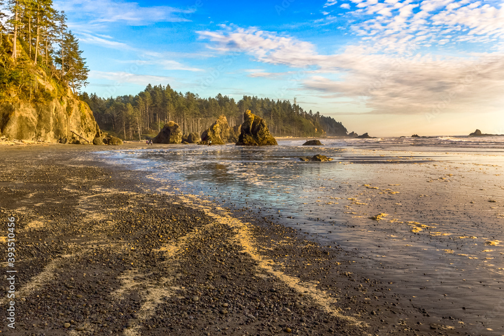 Ocean beach in golden hour. Ruby beach on Pacific Washington coast, USA. Rocks, cliff and forest on the shore. Light reflection on beach