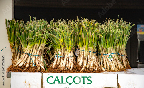 calçots photo