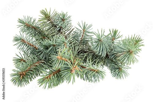 Pinecone isolated on white background with clipping path