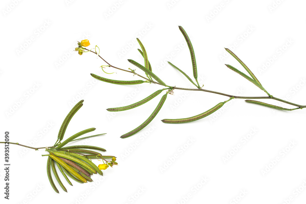 Fototapeta premium Senna occidentalis(Coffea senna, Coffeeweed)seed on white background.