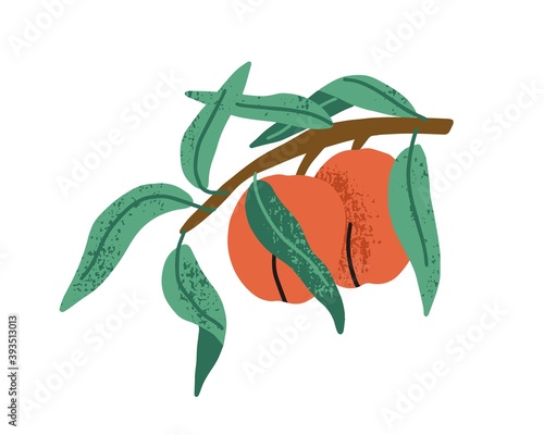 Two peaches growing on fruit tree branch with green leaves. Ripe apricots han...