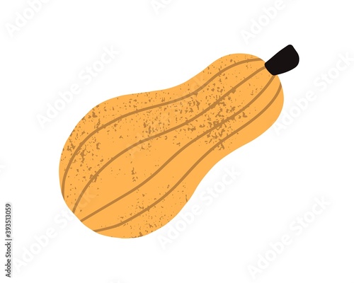 Butternut squash or sweet pumpkin with stem isolated on white background. Whole yellow or orange autumn vegetable. Hand drawn colorful textured flat vector illustration, design element