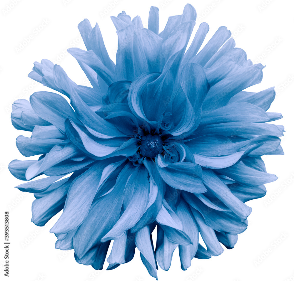 light  blue-purple  flower dahlia  on a white  background isolated  with clipping path. Closeup. shaggy  flower for design. Dahlia.