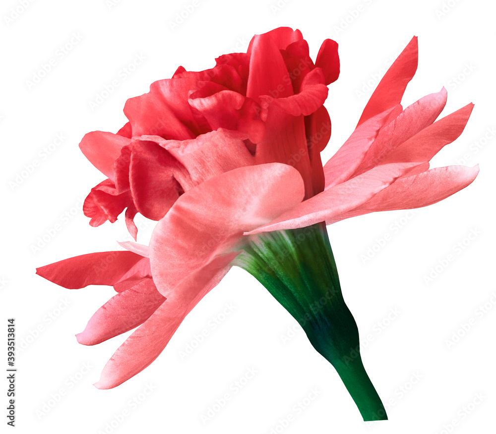 Narcissus red flower isolated on white background with clipping path. Close-up. Side view. Nature. Narcissus red flower isolated on white background with clipping path. Close-up. Side view. Nature.