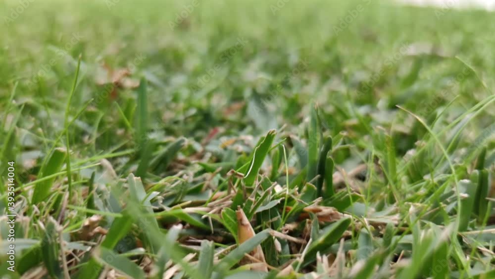 Camera Moving Slow Over Fresh Cut Grass In The Field - Macro Shot, Slow Motion Camera Moving Slow Over Fresh Cut Grass In The Field - Macro Shot, Slow Motion