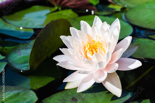 white water lily or lotus flower