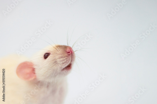 white funny cute rat face with interest looks close-up