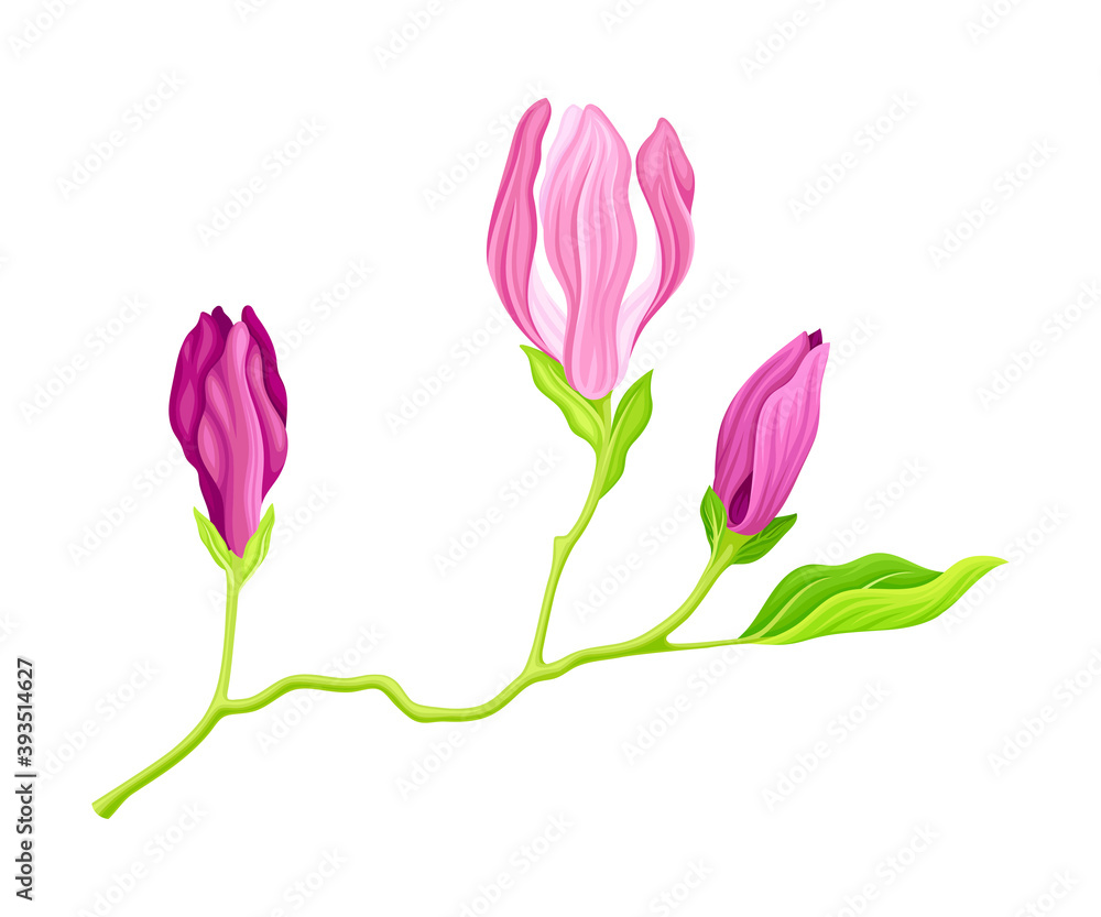 Fototapeta premium Purple Flowering Magnolia Bud with Showy Petals on Green Stalk Vector Illustration