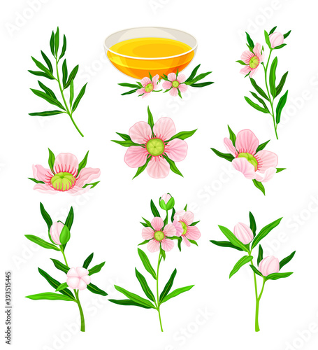 Manuka or Tea Tree as Flowering Plant with Pink Flowers and Honey in Glass Bowl Vector Set