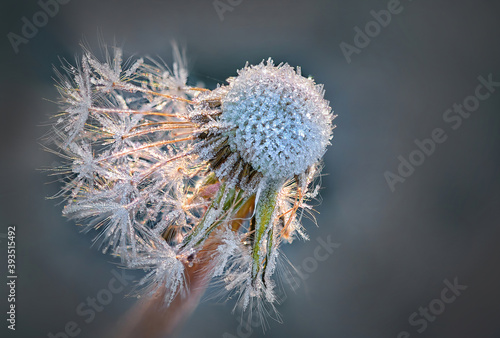 Frost auf L  wenzahn