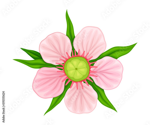 Showy Flower of Manuka Flowering Plant with Pink Petals Vector Illustration
