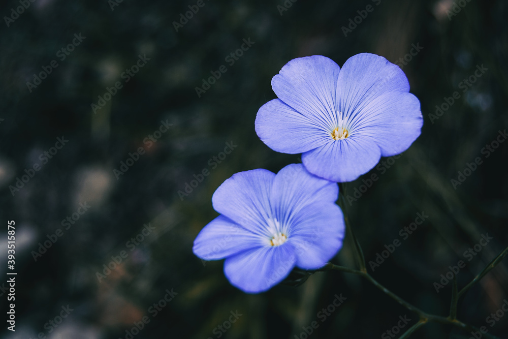 Detail of two blue flowers of linum narbonense Detail of two blue flowers of linum narbonense