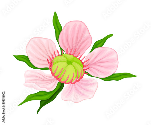 Showy Flower of Manuka Flowering Plant with Pink Petals Vector Illustration