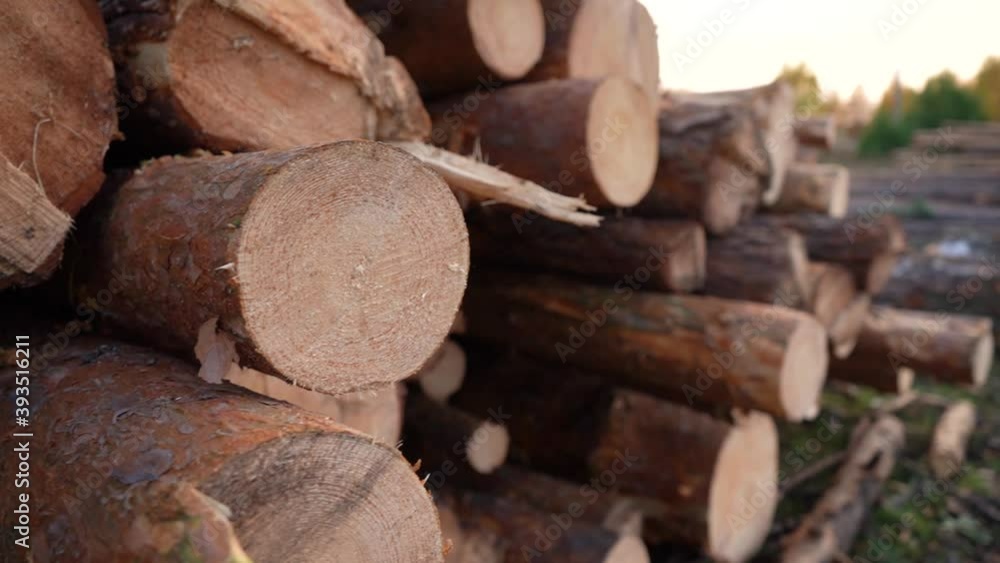 Pine logs lie on the ground near the forest. Pine logs are not sawn. Close-up. Pine logs lie on the ground near the forest. Pine logs are not sawn. Close-up.