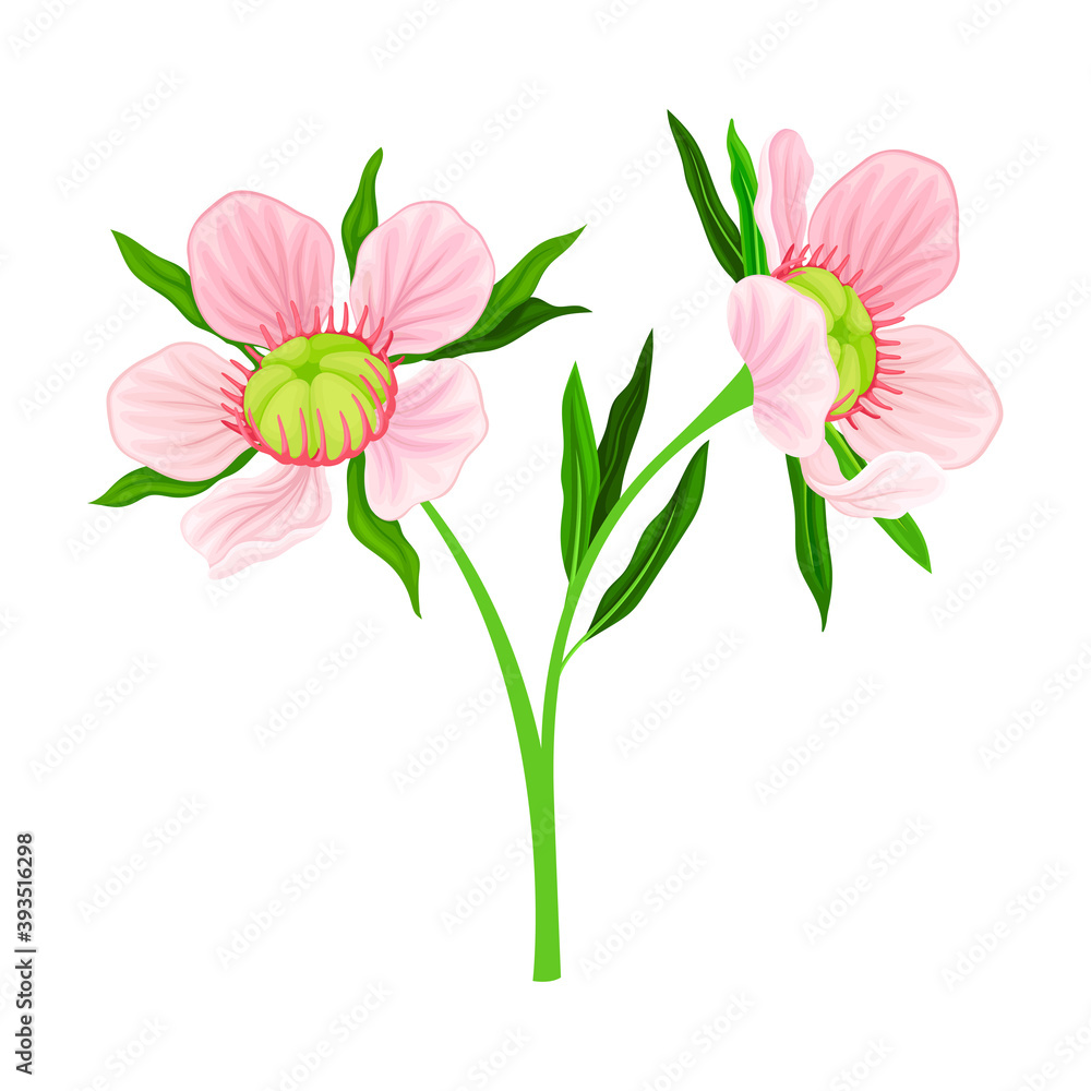 Manuka or Tea Tree Pink Flower with Five Petals on Tall Leafy Stem Vector Illustration Manuka or Tea Tree Pink Flower with Five Petals on Tall Leafy Stem Vector Illustration