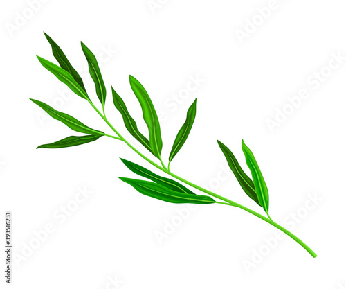 Green Manuka or Tea Tree Branch with Small Leaves with Spine Tip Vector Illustration
