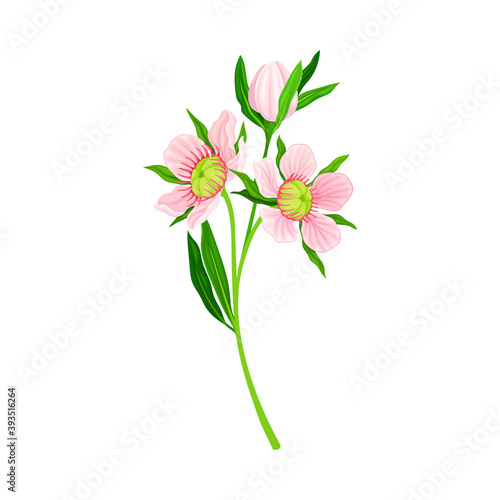 Manuka or Tea Tree Pink Flower with Five Petals on Tall Leafy Stem Vector Illustration