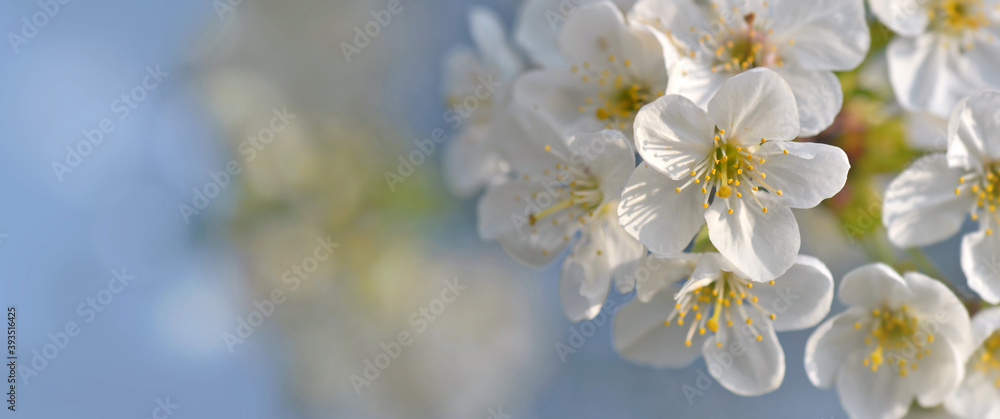 close on pretty white flowers of cherry tree blooming on the branch in spring