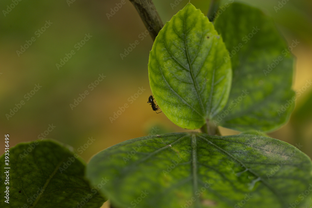 Selective focus shot of an ant on green leaves on branches in the forest Selective focus shot of an ant on green leaves on branches in the forest