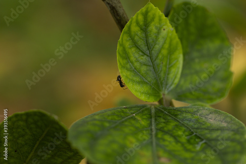 Selective focus shot of an ant on green leaves on branches in the forest