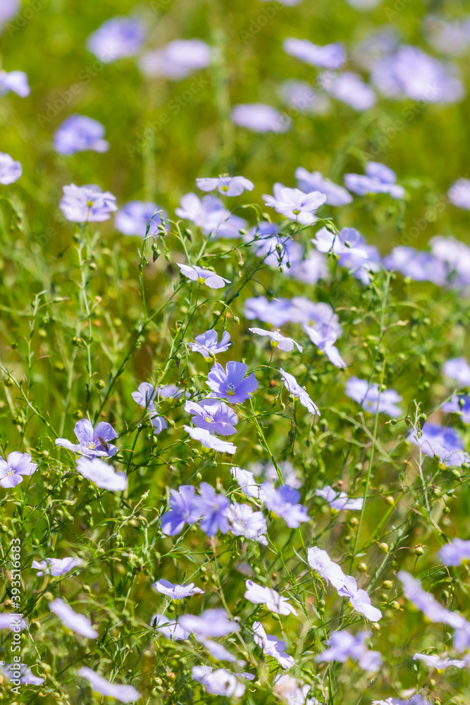 Bright delicate blue flower of ornamental flower of flax and its shoot against complex background. Flowers of decorative flax. Agricultural field of flax technical culture in stage of active flowering Bright delicate blue flower of ornamental flower of flax and its shoot against complex background. Flowers of decorative flax. Agricultural field of flax technical culture in stage of active flowering