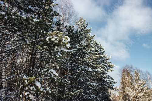 Coniferous forest with the first snow on the branches