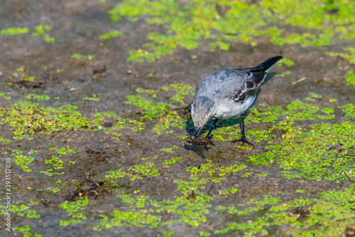 Juvenile white wagtail or Motacilla alba eats botfly photo