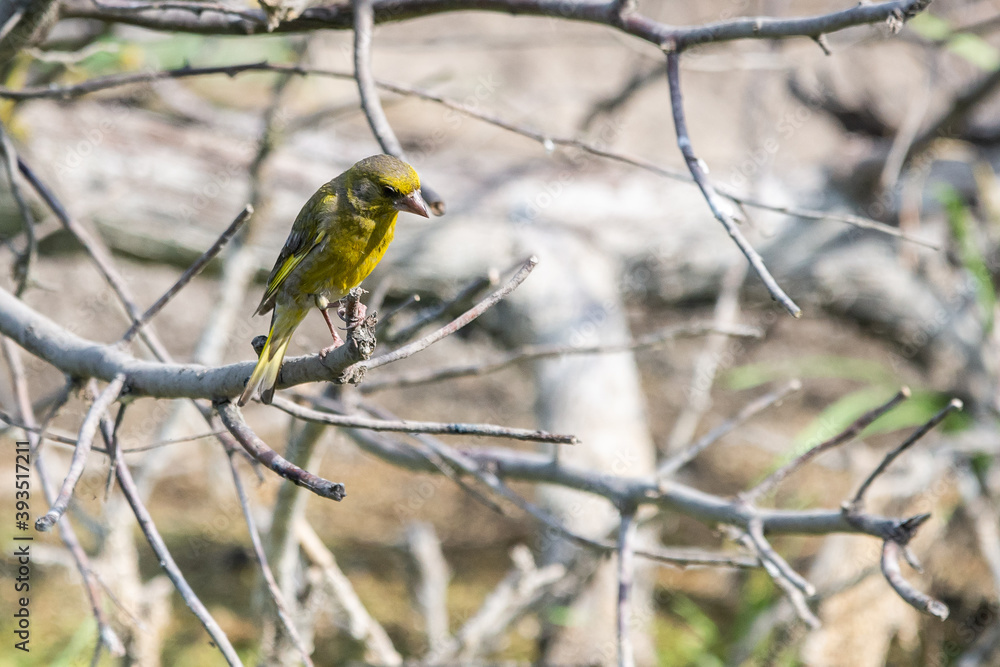Fototapeta premium Male European greenfinch or chloris chloris