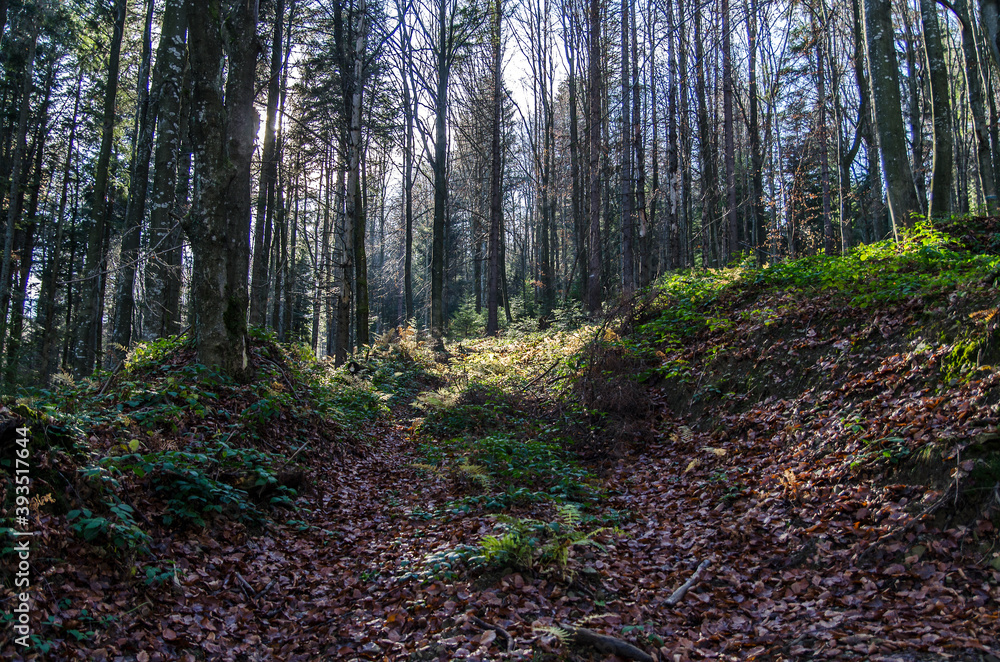 Fototapeta premium Ścieżka w lesie 