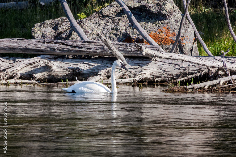 Trumpeter Swan (Cygnus buccinator) in Yellowstone National Park, USA Trumpeter Swan (Cygnus buccinator) in Yellowstone National Park, USA