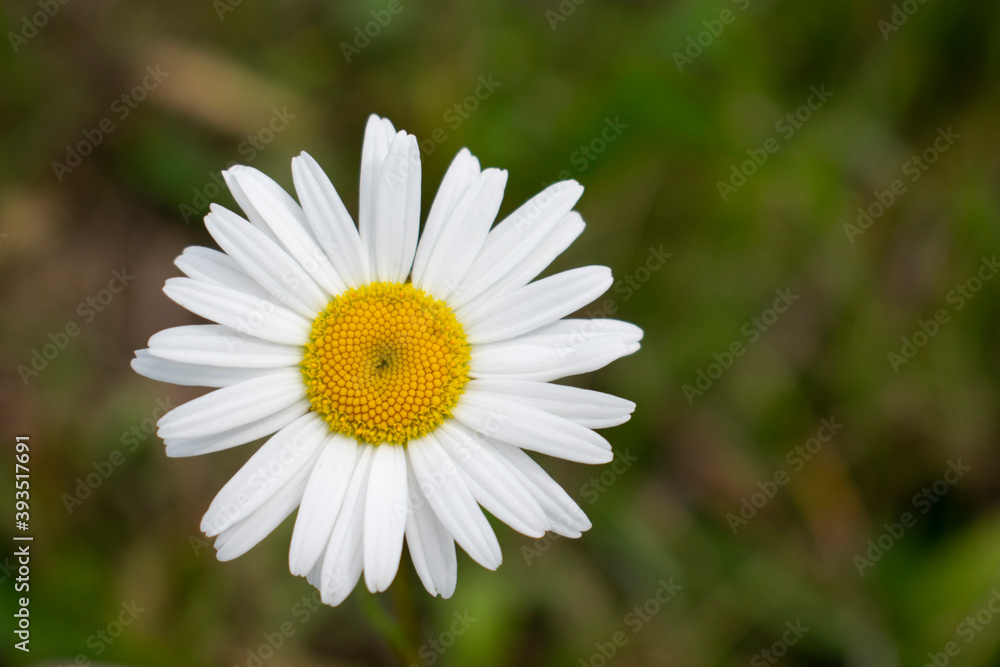 Beautiful Chamomile Flower. Natural Background Beautiful Chamomile Flower. Natural Background