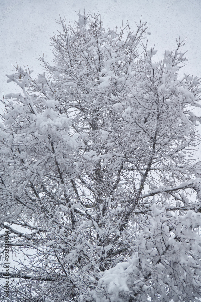 雪の大木01 雪の大木01
