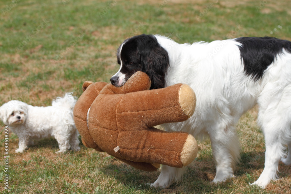 Big Landseer dog is very playful Big Landseer dog is very playful