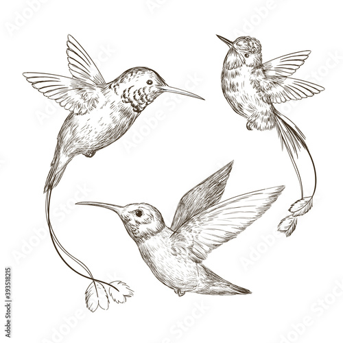 Hand drawn sketch illustration with hummingbirds collection on a white background