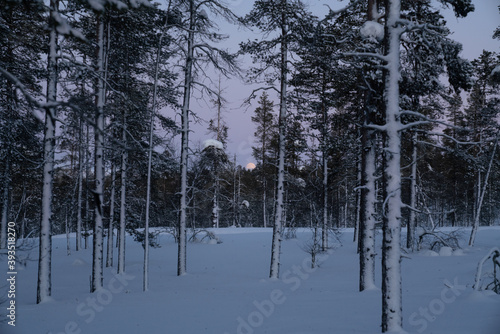 Winter in the forest, pines, trees covered in snow winter and the village inside the Arctic Circle. Lapland, Finland. Winter sunrise 