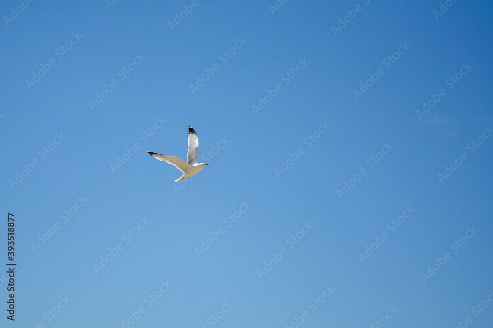 Ravda, Bulgaria. May 2014. Seagull flies in the sky Blue sky Ravda, Bulgaria. May 2014. Seagull flies in the sky Blue sky