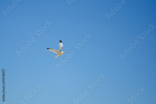 Ravda, Bulgaria. May 2014. Seagull flies in the sky Blue sky