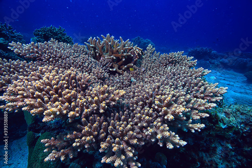 gorgonian large branching coral on the reef / seascape underwater life in the ocean
