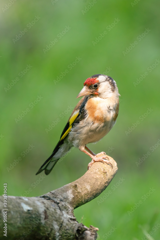 European Goldfinch, Carduelis carduelis. Looks back, sitting on a branch. Green background European Goldfinch, Carduelis carduelis. Looks back, sitting on a branch. Green background