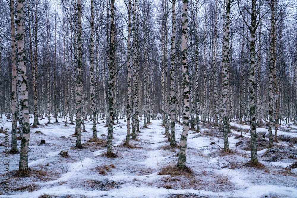 Fototapeta premium Birch tree forest winter day scene. black and white pattern on the trees. Small water stream in the forest. Background image, Finland, Lapland, first snow in the woods