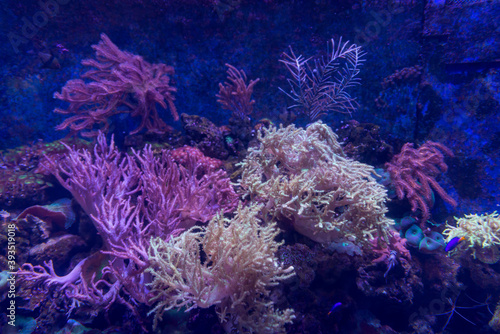 Alcyonacea Soft Corals: Beautiful. Colorful branching White Orange Yellow colored Gorgonian Sea Fan with hard sclerites skeletons