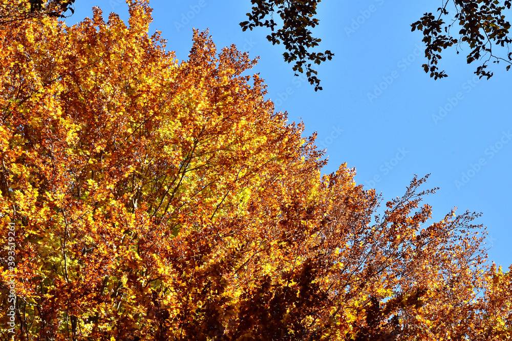 Goldene Herbstfarben Goldene Herbstfarben