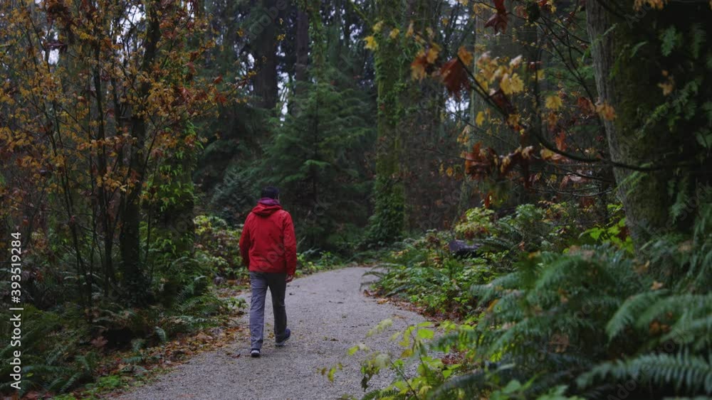 person with a red jacket walking in stanley park on a rainy day person with a red jacket walking in stanley park on a rainy day