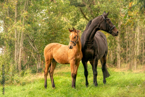 A mare with a foal standing on a forest path surrounded by autumn colors