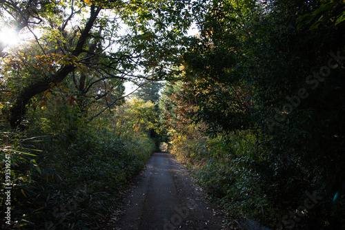秋の散歩道 © keatn K